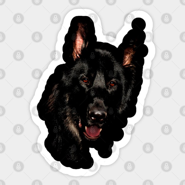 german shepherd, black shirt Sticker by hottehue